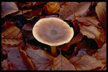 Butter Cap - Collybia butrycea