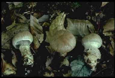 Cortinarius sp.