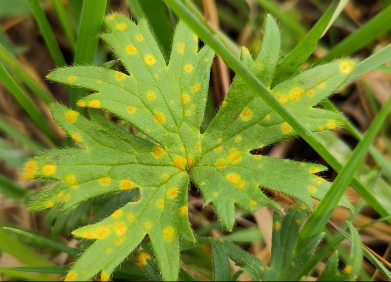 Aecidium ranunculi-acrisPhotographer: © Jake Dalzell