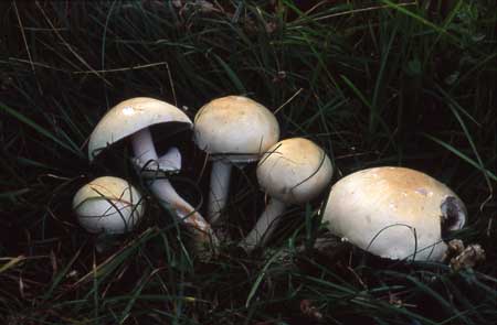 Agaricus arvensisPhotographer:  David Mitchel