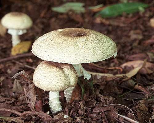 Agaricus augustusPhotographer:  Ronnie Irvine