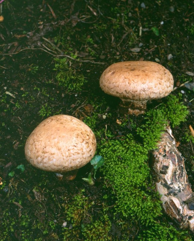 Agaricus bisporusPhotographer:  Roy Anderson