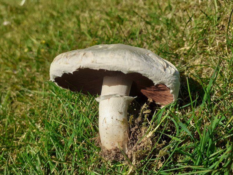 Agaricus campestris var. campestrisPhotographer:  David Mitchel