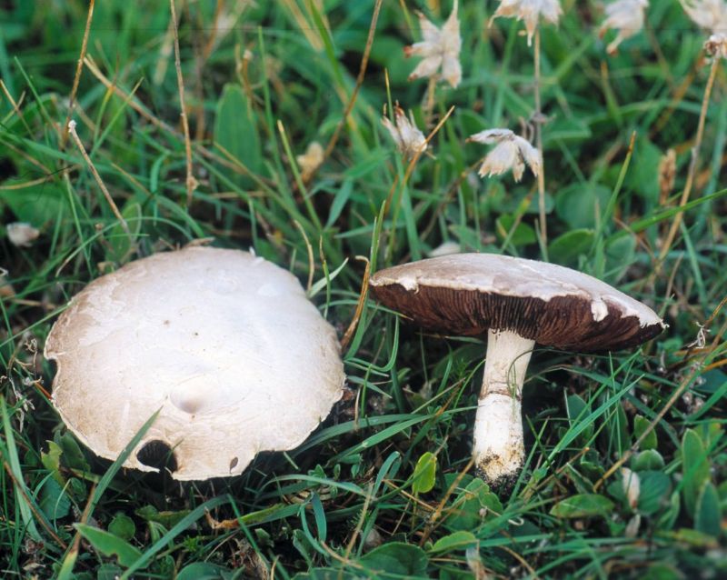 Agaricus devoniensisPhotographer:  David Mitchel