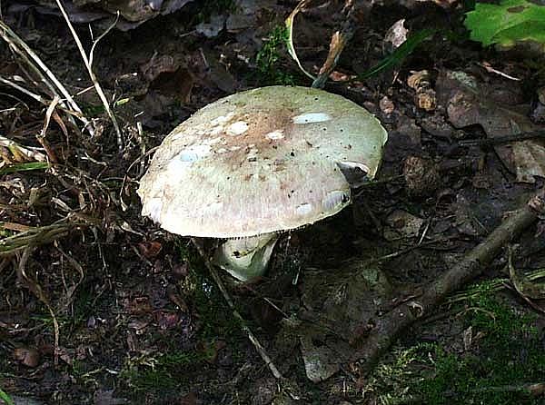 Agaricus dulcidulusPhotographer:  David Mitchel