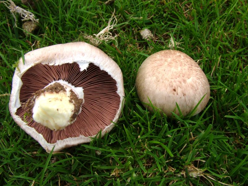 Agaricus impudicusPhotographer:  David Mitchel