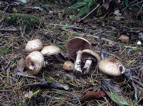 Agaricus langeiPhotographer:  Ronnie Irvine