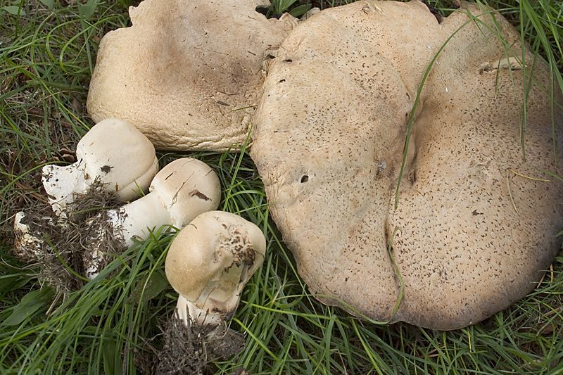 Agaricus macrocarpusPhotographer:  Kjell M. Sarre