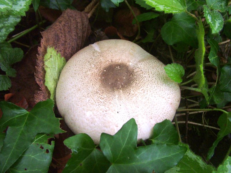 Agaricus moelleriPhotographer:  David Mitchel