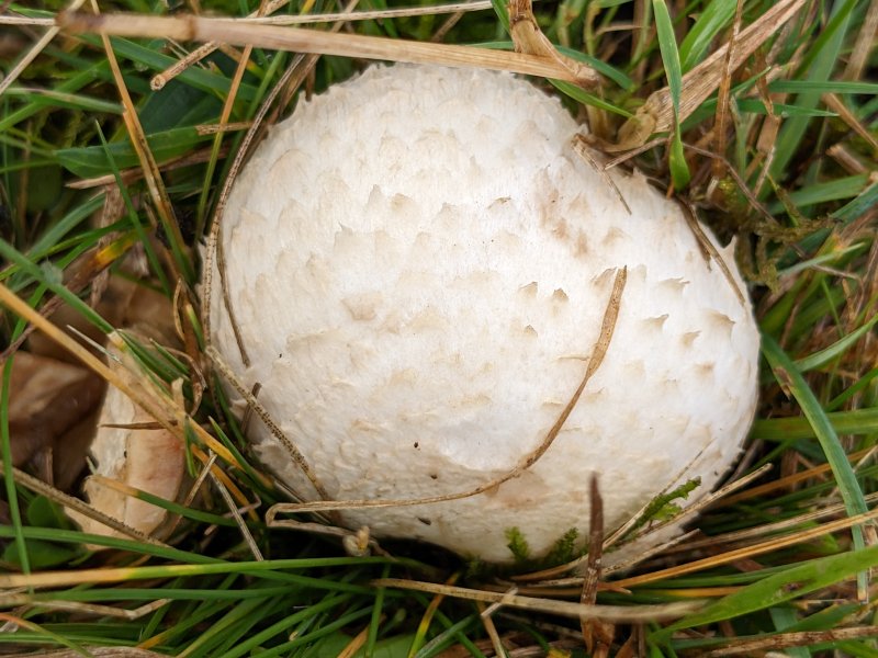 Agaricus pampeanusPhotographer: © Chris Stretch