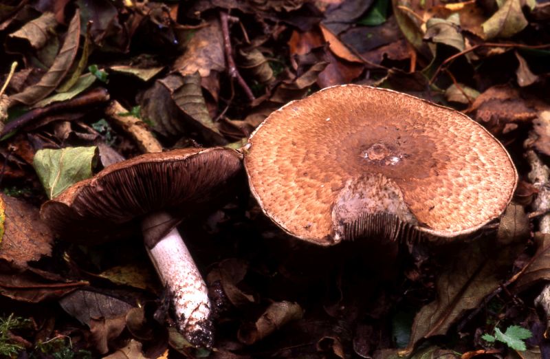 Agaricus sylvaticusPhotographer:  David Mitchel