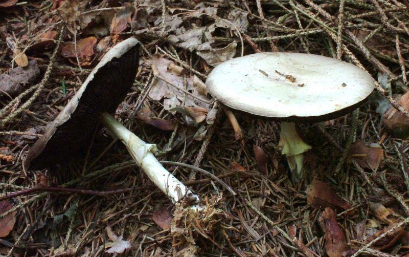 Agaricus sylvicolaPhotographer:  Roy Anderson