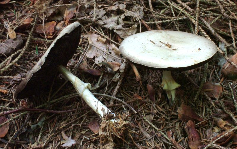 Agaricus sylvicola var. sylvicolaPhotographer:  Roy Anderson