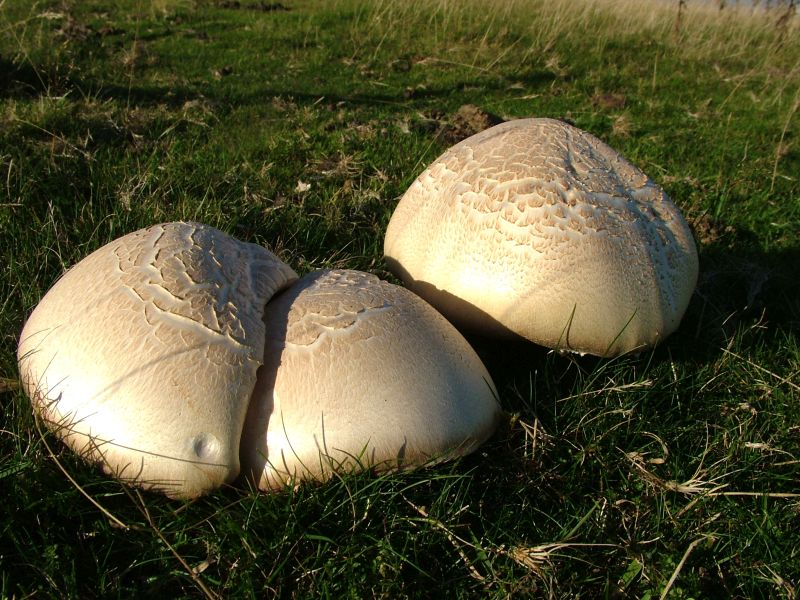 Agaricus urinascens var. urinascensPhotographer:  David Mitchel