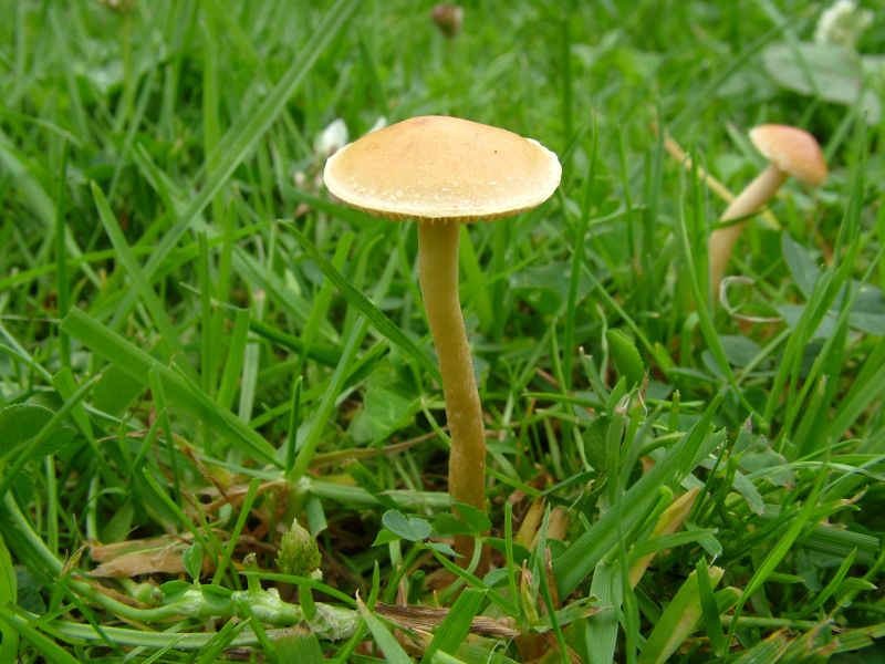 Agrocybe pediadesPhotographer:  David Mitchel