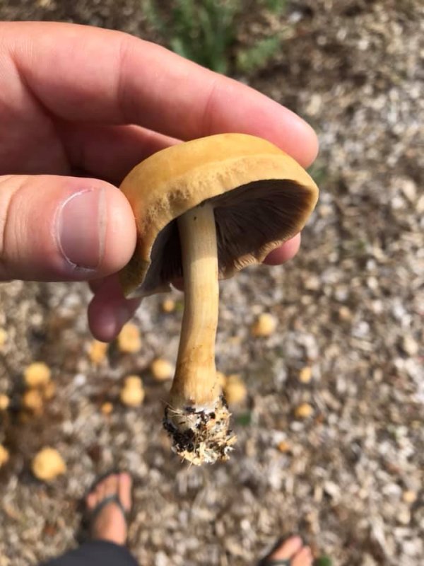 Agrocybe putaminumPhotographer:  David Bannon