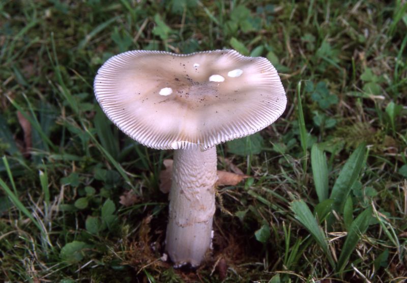 Amanita argenteaPhotographer:  David Mitchel