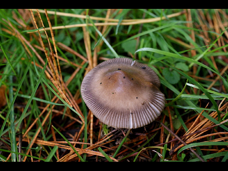 Amanita umbrinoluteaPhotographer:  David Mitchel