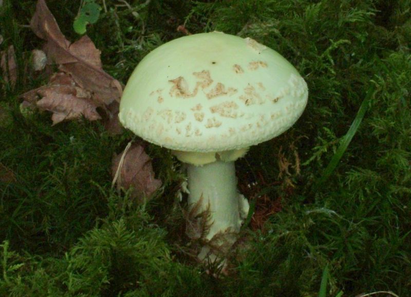 Amanita citrina var. citrinaPhotographer:  David Mitchel