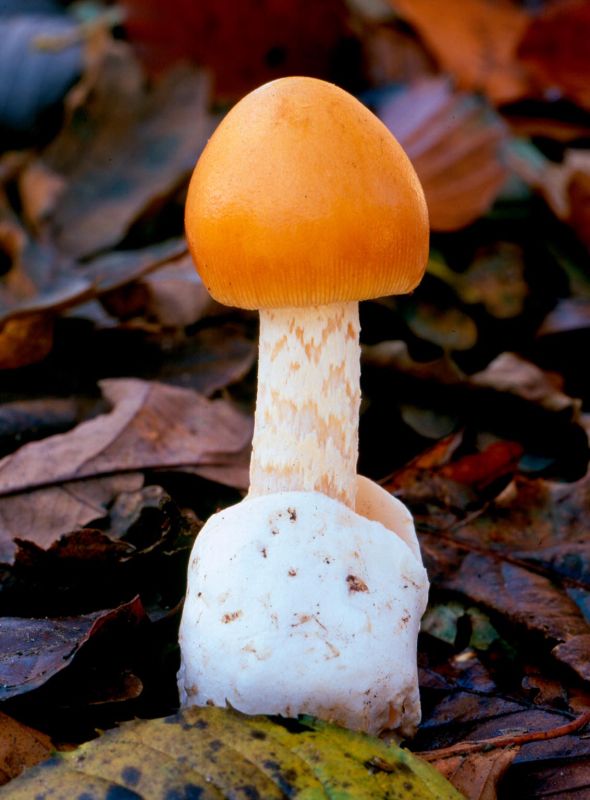 Amanita croceaPhotographer:  Roy Anderson