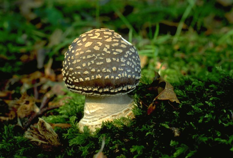 Amanita excelsa var. excelsaPhotographer:  Mark Wright