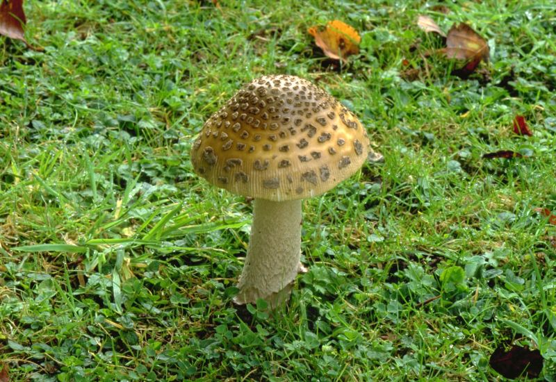 Amanita ceciliaePhotographer:  David Mitchel