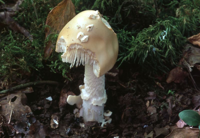 Amanita lividopallescensPhotographer:  David Mitchel