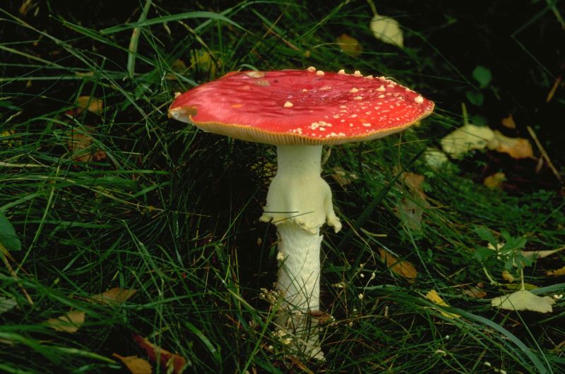 Amanita muscariaPhotographer:  David Mitchel