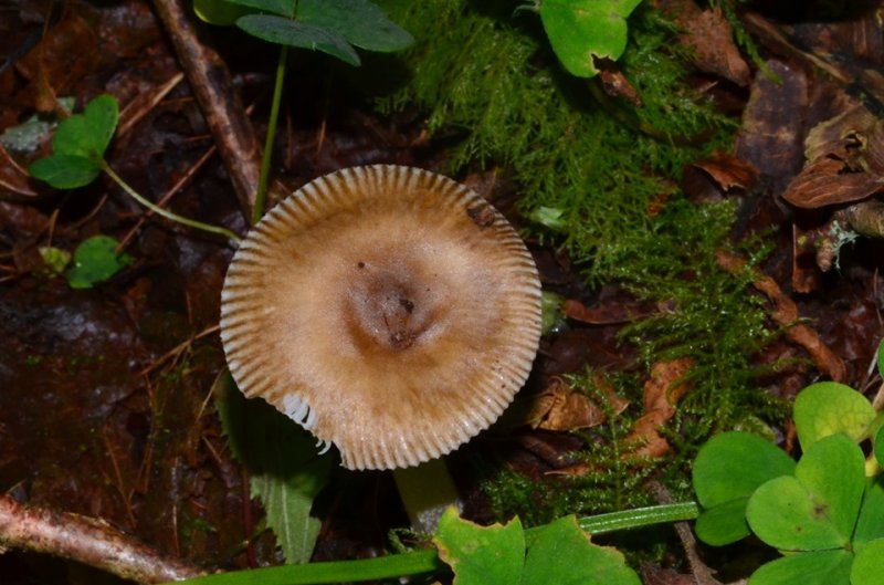 Amanita olivaceogriseaPhotographer:  Chris Stretch