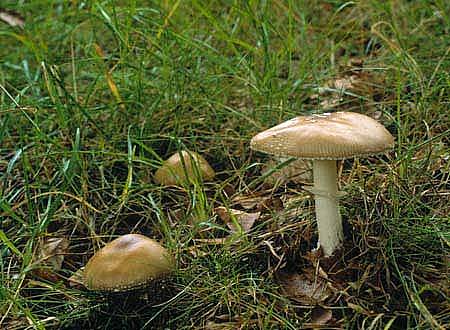 Amanita pantherinaPhotographer:  Roy Anderson