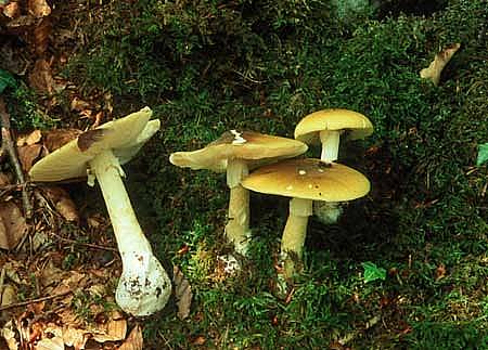 Amanita phalloidesPhotographer:  Ronnie Irvine