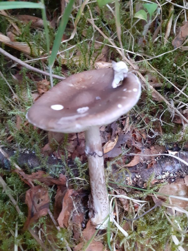 Amanita porphyriaPhotographer:  David Mitchel