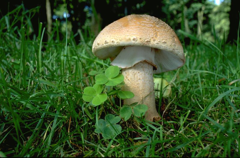 Amanita rubescensPhotographer:  Mark Wright