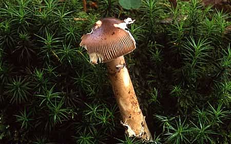 Amanita submembranaceaPhotographer:  David Mitchel