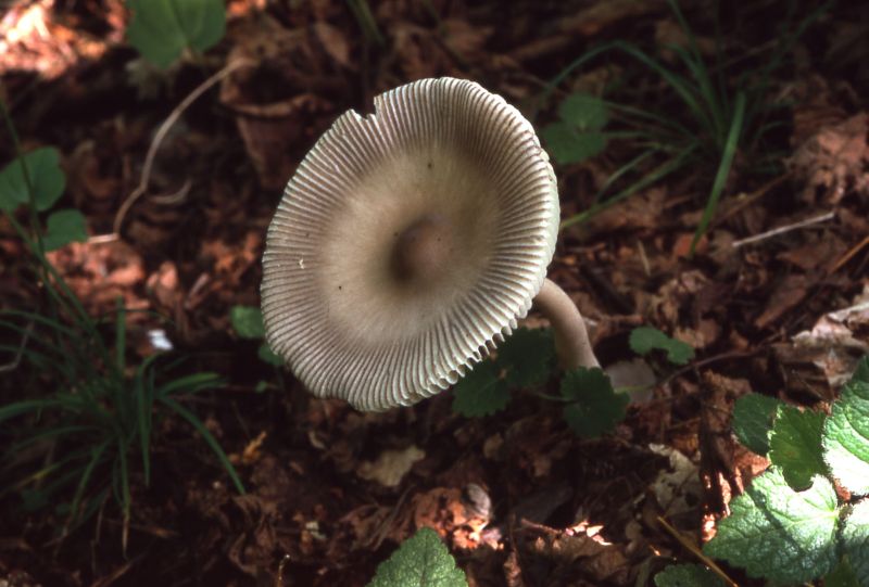 Amanita vaginataPhotographer:  David Mitchel