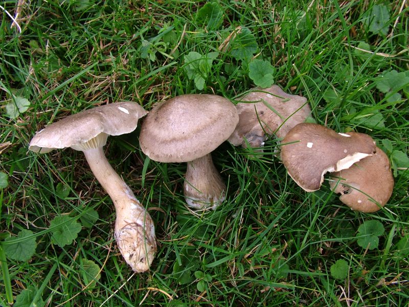 Ampulloclitocybe clavipesPhotographer:  David Mitchel