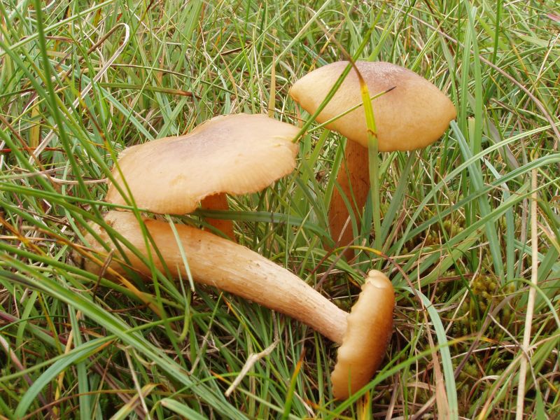 Armillaria ectypaPhotographer:  Mark Wright