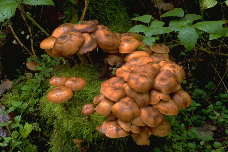 Armillaria gallicaPhotographer:  David Mitchel