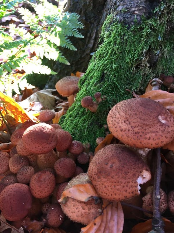 Armillaria ostoyaePhotographer:  Lou Stacey