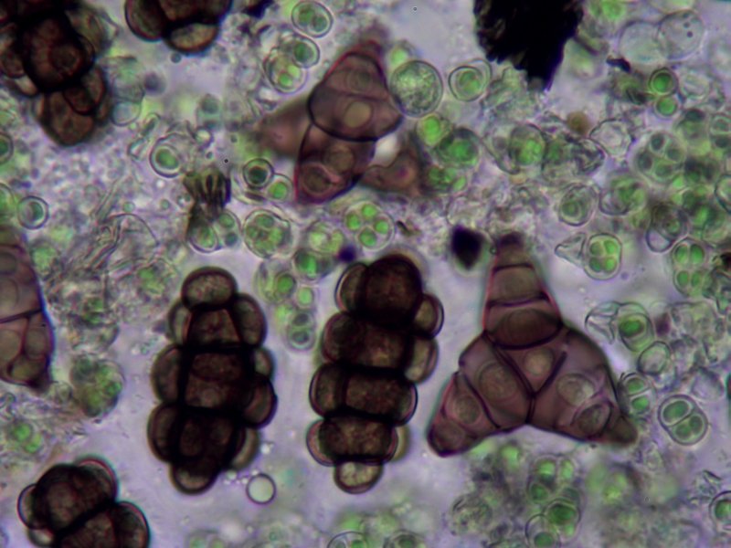 Asterosporium asterospermumPhotographer: © Chris Stretch