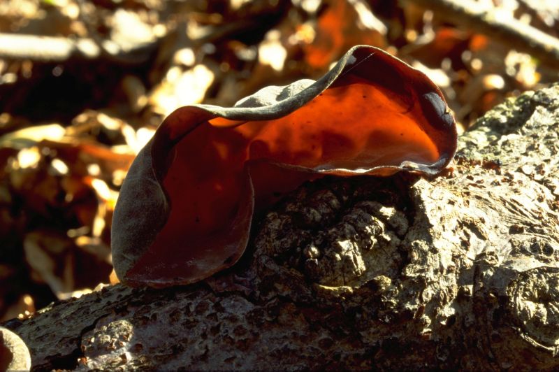 Auricularia auricula-judaePhotographer:  David Mitchel