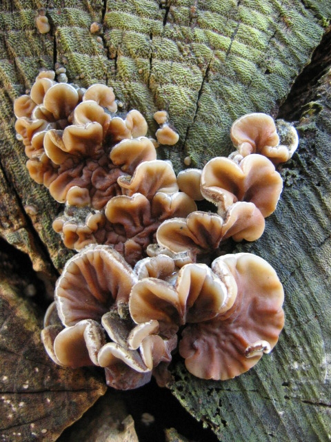 Auricularia mesentericaPhotographer:  Debbie Nelson