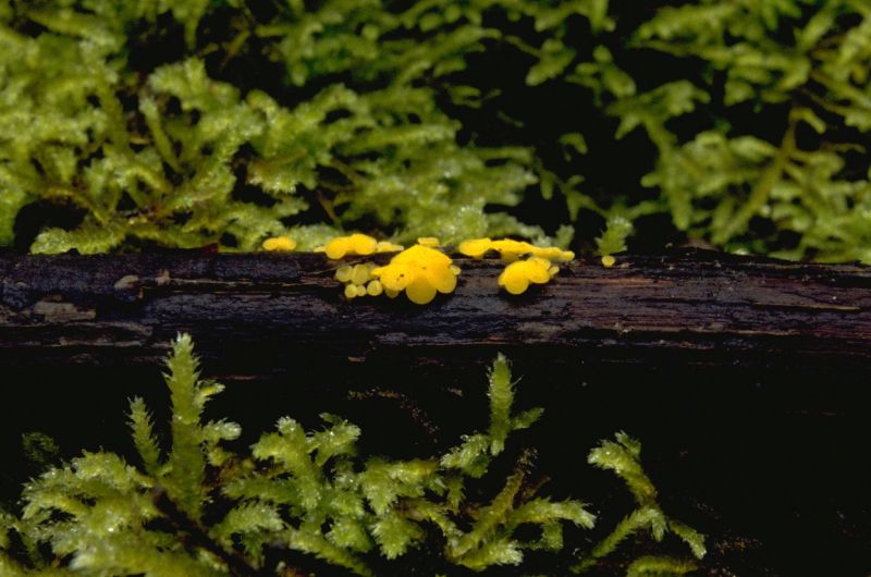 Calycina citrinaPhotographer:  Mark Wright