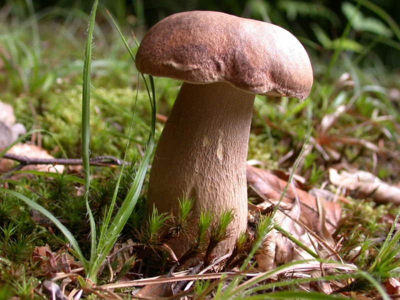 Boletus reticulatusPhotographer:  Anton Poler