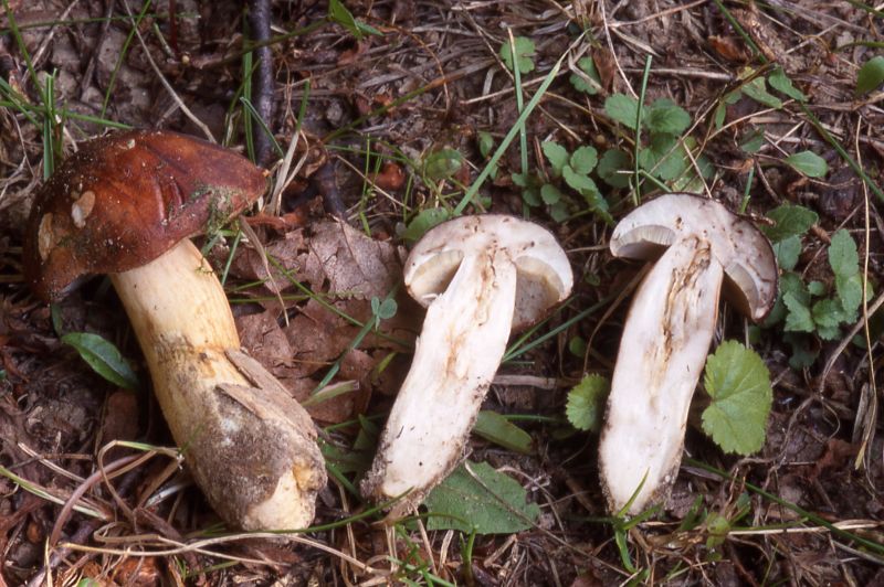 Butyriboletus appendiculatusPhotographer:  David Mitchel