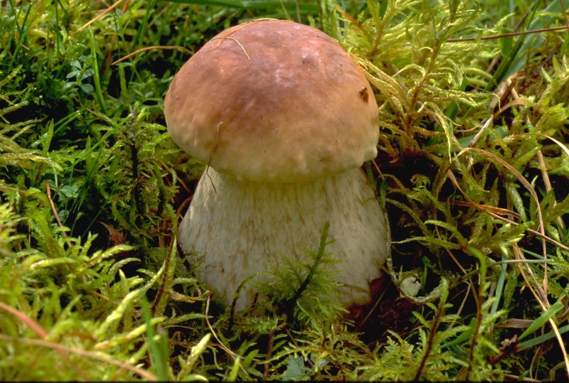 Boletus edulisPhotographer:  David Mitchel