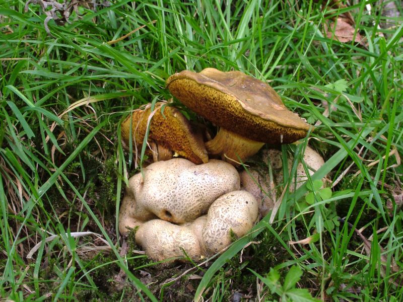 Pseudoboletus parasiticusPhotographer:  David Mitchel