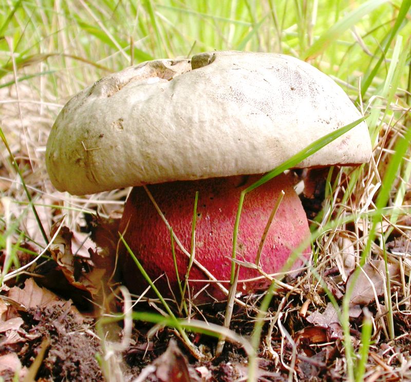 Rubroboletus satanasPhotographer:  Alan Hills