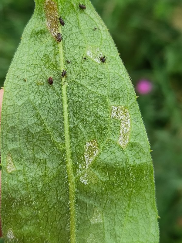 Bremia centaureaePhotographer: © Jake Dalzell