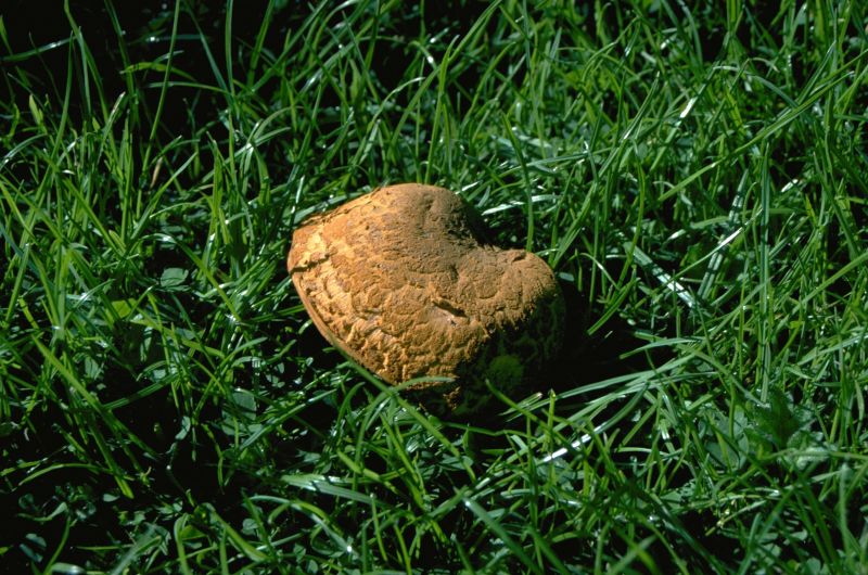 Buchwaldoboletus lignicolaPhotographer:  David Mitchel